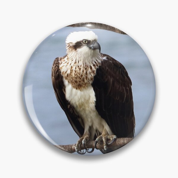 Item preview, Osprey at Long Reef NSW designed and sold by Doug Cliff.