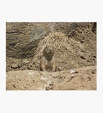 Groundhog Photographic Print