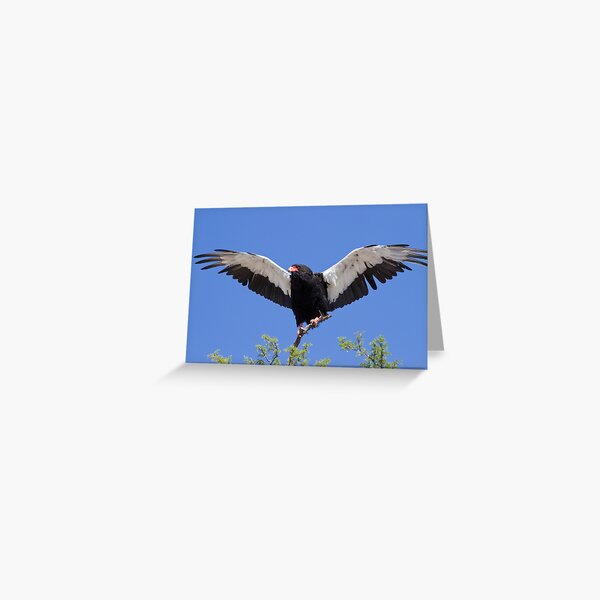 Bateleur stretches its wings Greeting Card