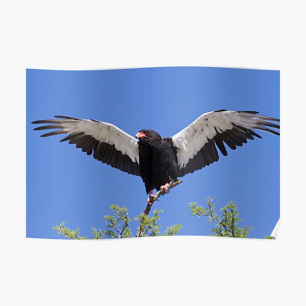 Bateleur stretches its wings Poster
