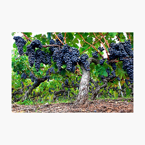 Item preview, Grape Jungle designed and sold by Ray Mosteller.