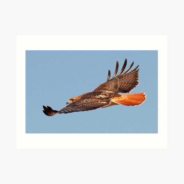 112611 Red Tailed Hawk Art Print