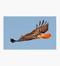 112611 Red Tailed Hawk Photographic Print