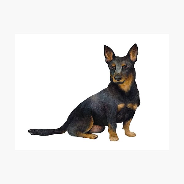 Lancashire Heeler Photographic Print