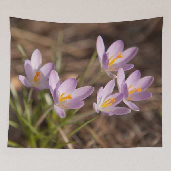 Item preview, Crocus designed and sold by Göran Andersson.