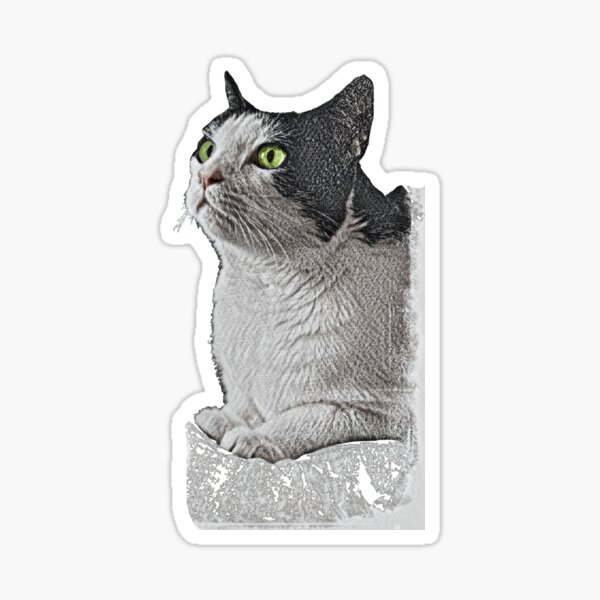 Artikel-Vorschau von Weiße und schwarze Katze, sitzend, designt und verkauft von NJartbyNJacobson.
