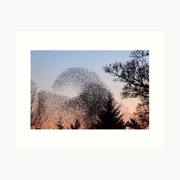 Item preview, Murmuration of Starlings 3 at Gretna designed and sold by Jan Fialkowski.