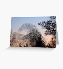 Murmuration of Starlings 3 at Gretna Greeting Card