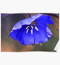 Blue Flax Umbrella Poster