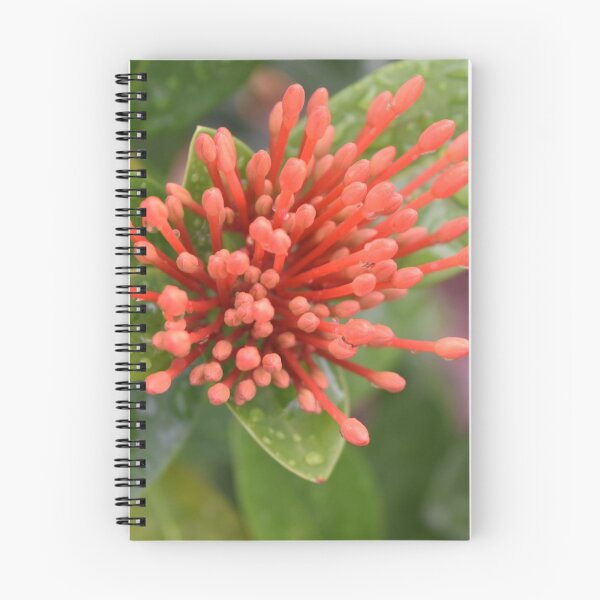 Item preview, Coral Flower designed and sold by Megan Wolff.