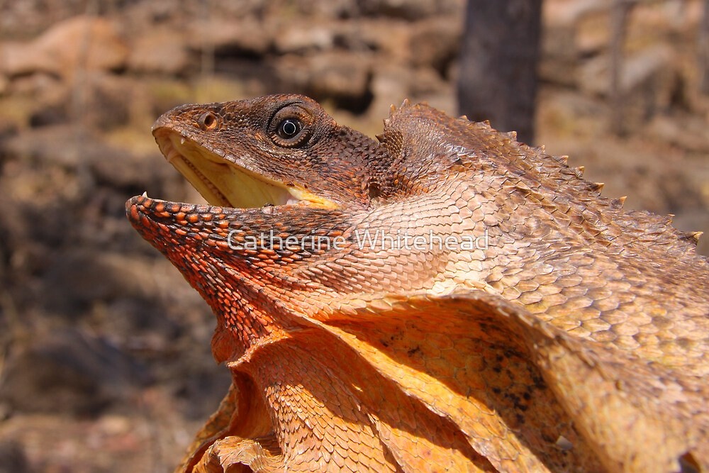 "Frilled-necked Lizard" by Catherine Whitehead | Redbubble