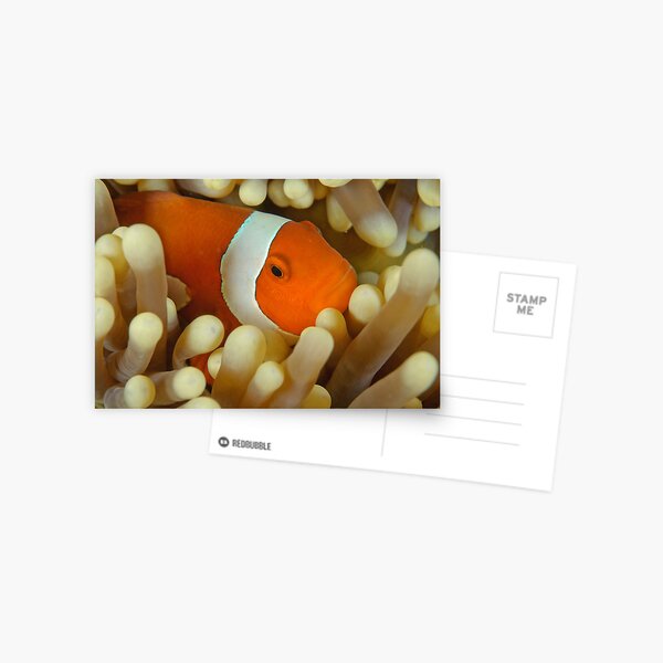 False Clown Anemonefish - Amphiprion ocellaris Postcard