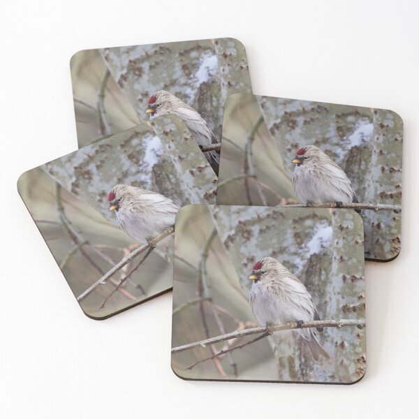 Item preview, The Blond. The common redpoll designed and sold by Jouko Lehto Photography.