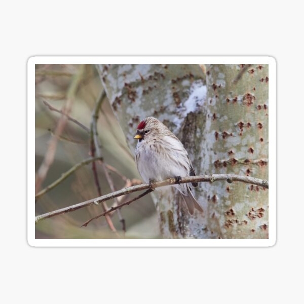 The Blond. The common redpoll Sticker
