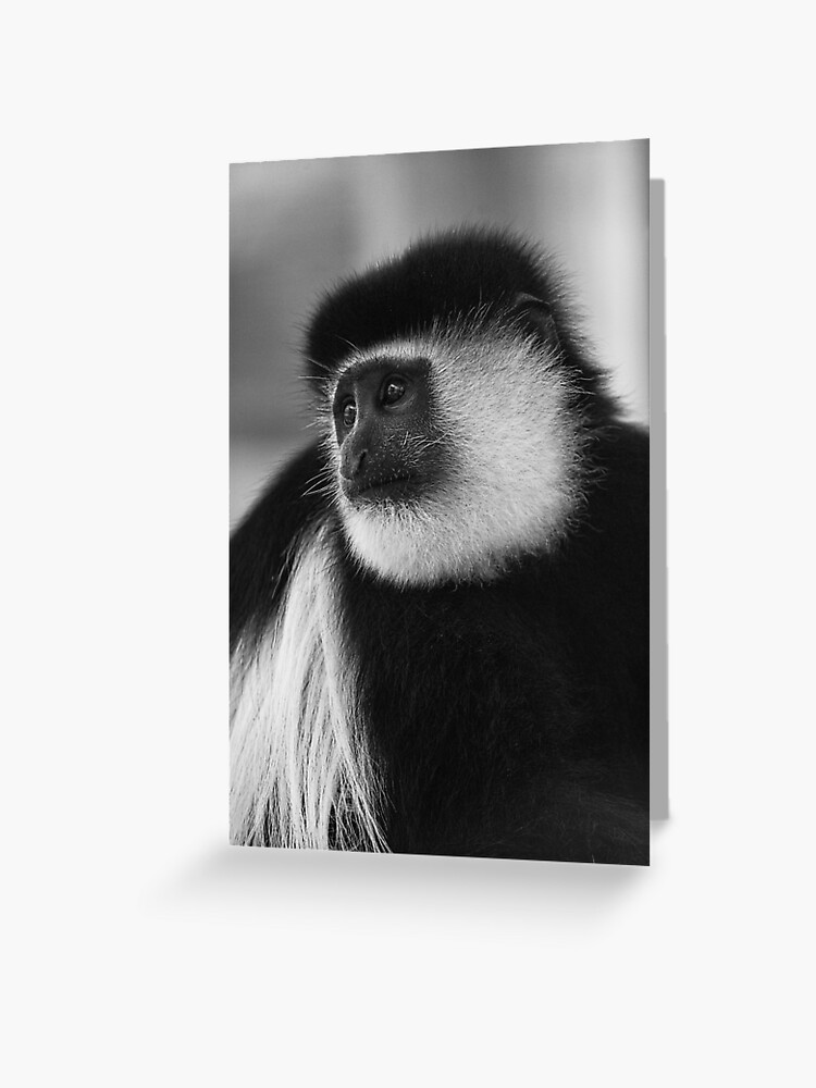 Singe colobe noir et blanc Carte de v ux