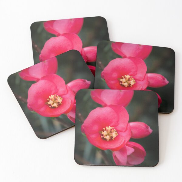 Item preview, Quince designed and sold by JEZ22.