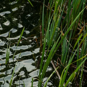 Artwork thumbnail, Ripple Reflection by Ruth Curtis