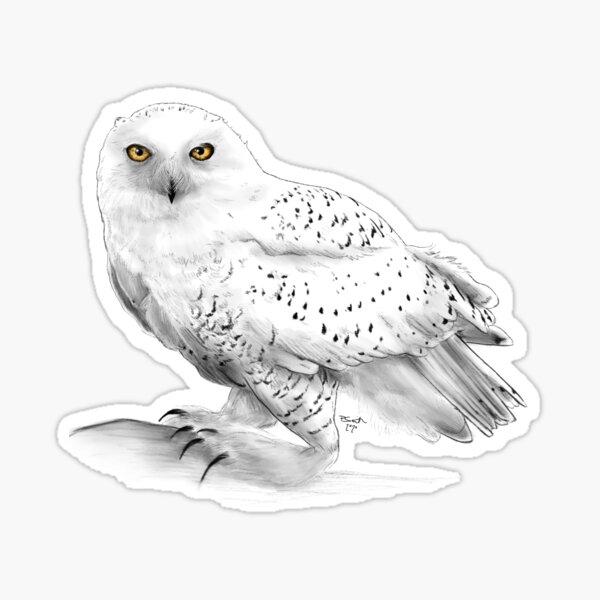 Snowy Owl Sticker