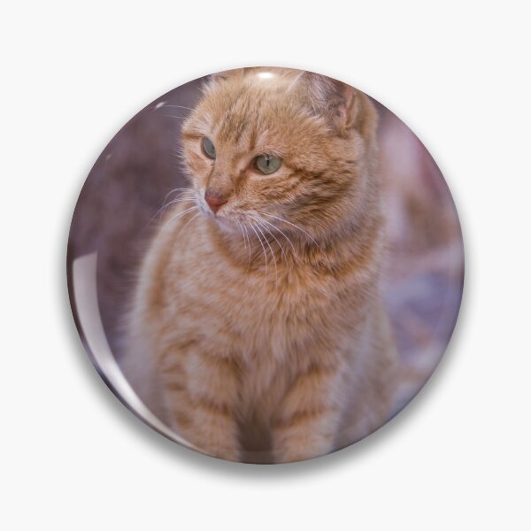 Item preview, Jordan. Petra. Kitten. designed and sold by vadim19.