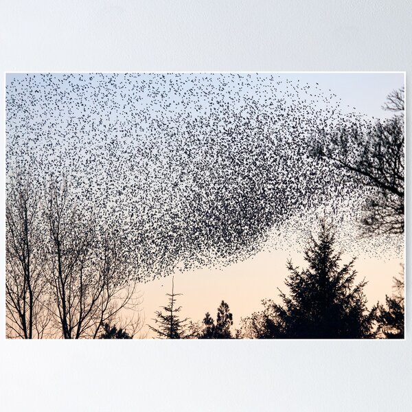 Item preview, Murmuration of Starlings at Gretna 2011 designed and sold by Jan Fialkowski.