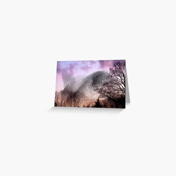 Murmuration of Starlings at Gretna, November 5th 2011 Greeting Card