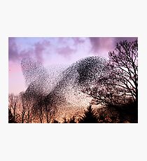 Murmuration of Starlings at Gretna, November 5th 2011 Photographic Print