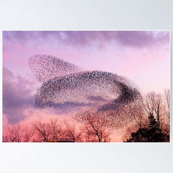 Item preview, Murmuration of Starlings, November 5th 2011 designed and sold by Jan Fialkowski.