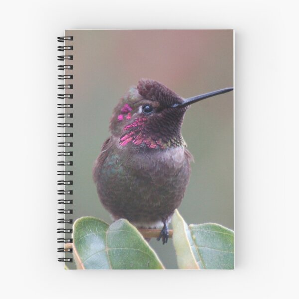 Item preview, Calliope Hummingbird male from SD Balboa park designed and sold by loiteke.