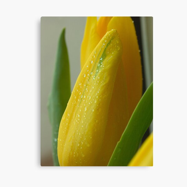 Aperçu de l'œuvre Floral Love Story . (8). by Brown Sugar. Views - 154. créée et vendue par © Andrzej Goszcz,M.D. Ph.D.