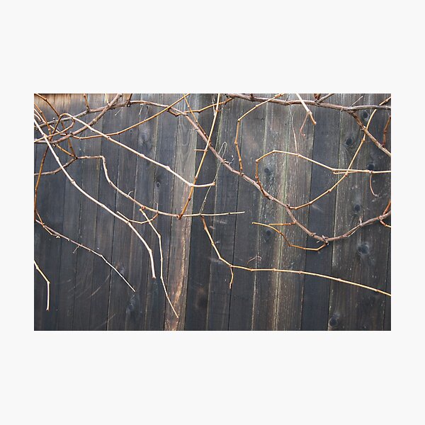 Naked Grape Vines Photographic Print