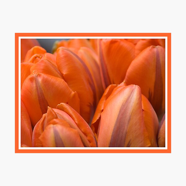 Aperçu de l'œuvre Floral Love Story . (9). by Brown Sugar. Views 207 . thank you ! créée et vendue par © Andrzej Goszcz,M.D. Ph.D.