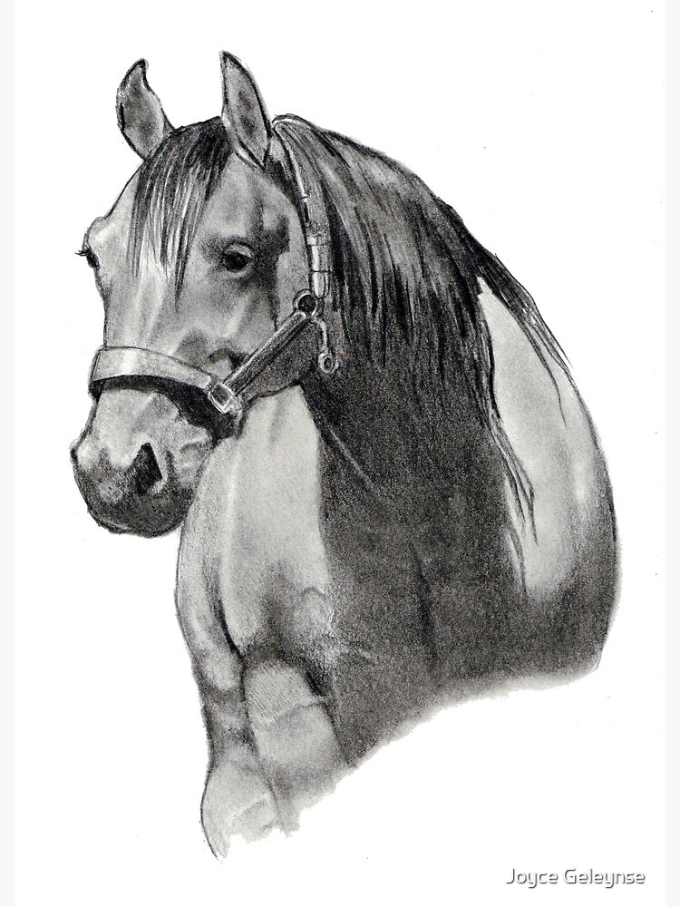 SketchBook Original: How to Draw Horses – Monika Zagrobelna