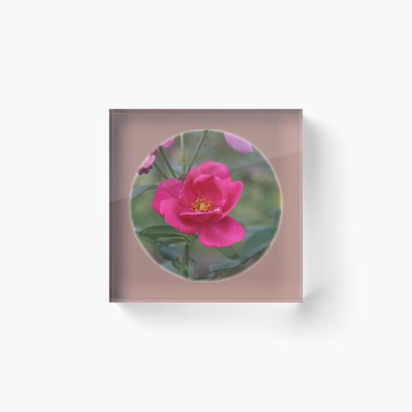 Item preview, Pink Rose designed and sold by STHogan.