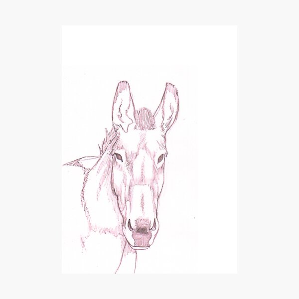 Domestic Donkey Photographic Print