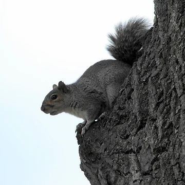 Artwork thumbnail, Up In A Tree by katpix
