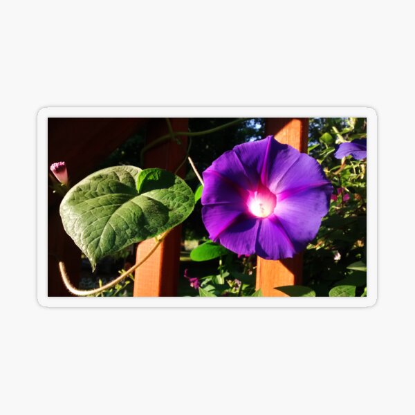 Morning Glories, Spring Nature Photography by Courtney Hatcher Transparent Sticker
