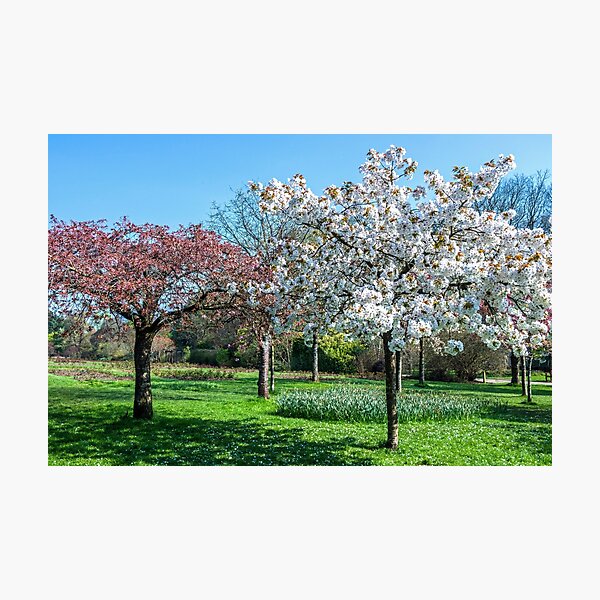 Item preview, Cherry Blossom in Roath Park Cardiff in Spring designed and sold by Cameranick.