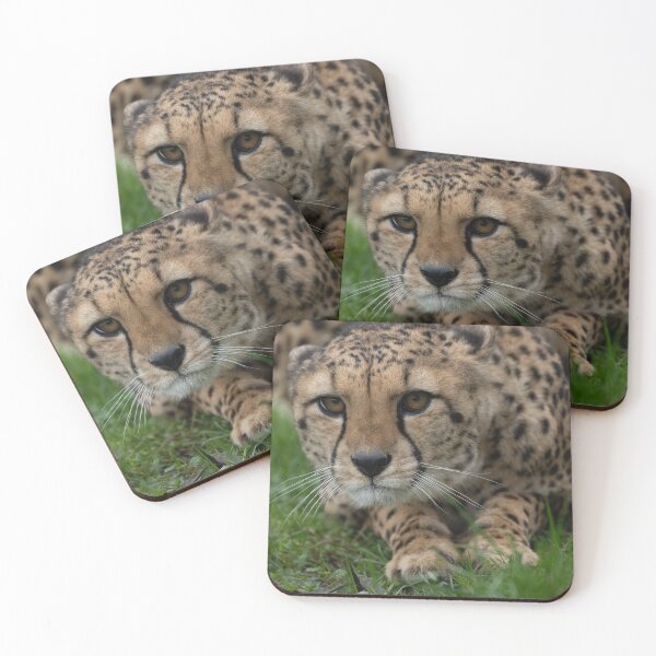 Item preview, Stalking Cheetah designed and sold by rawshutterbug.