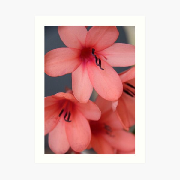 Femininity Art Print