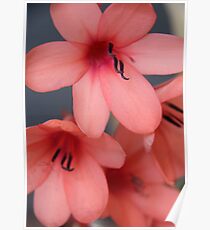 Femininity Poster