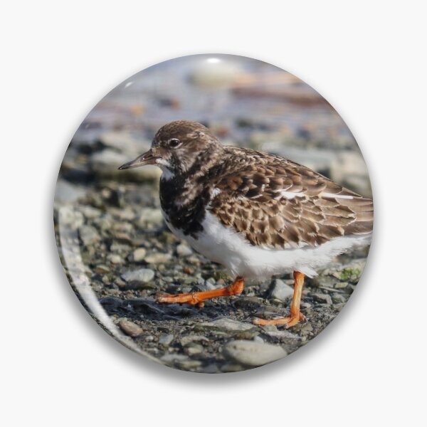 Item preview, Turnstone strut designed and sold by GreyFeatherPhot.