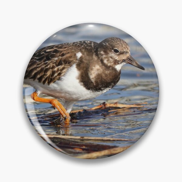 Item preview, Wading turnstone designed and sold by GreyFeatherPhot.