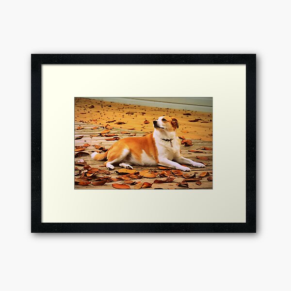 Framed Print