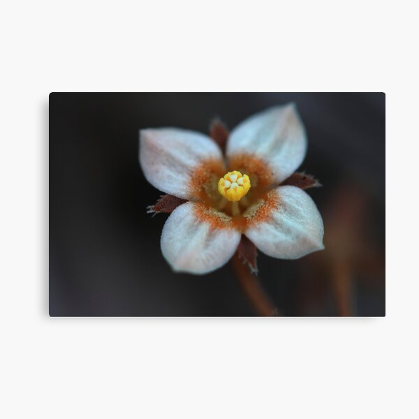 Mitrasacme paludosa Canvas Print