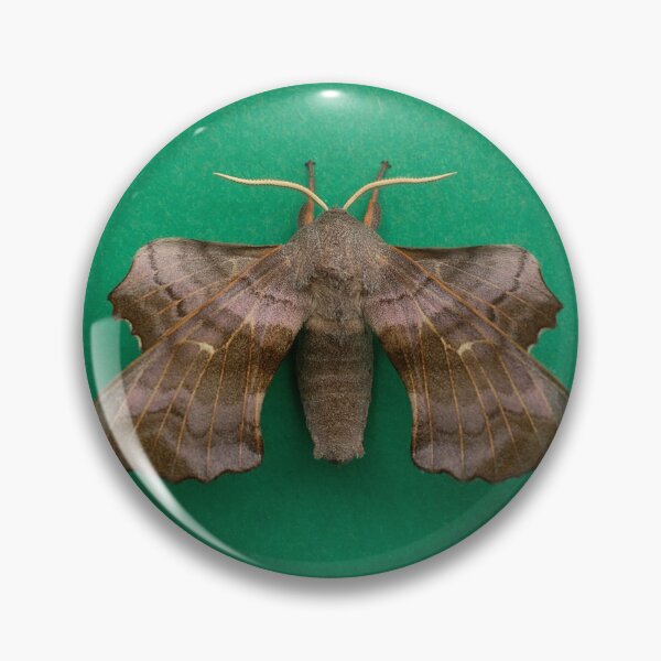 Item preview, Poplar Hawkmoth designed and sold by Dan Newton.