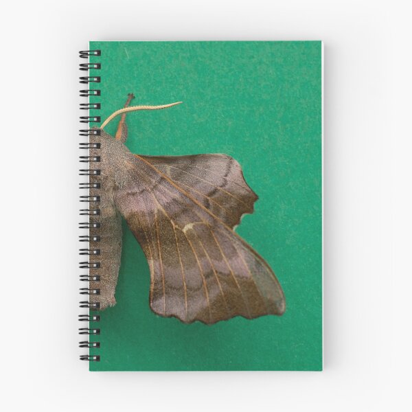 Item preview, Poplar Hawkmoth designed and sold by Dan Newton.