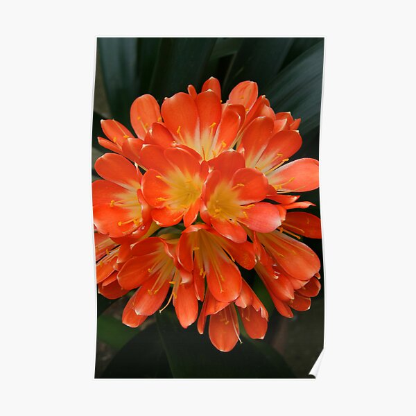 Bush Lily Poster