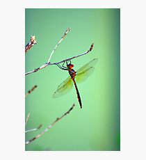 still motion Photographic Print