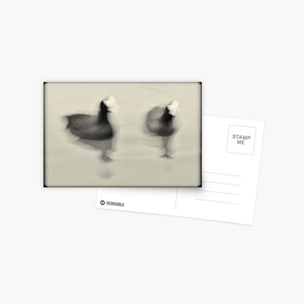 Coots Postcard