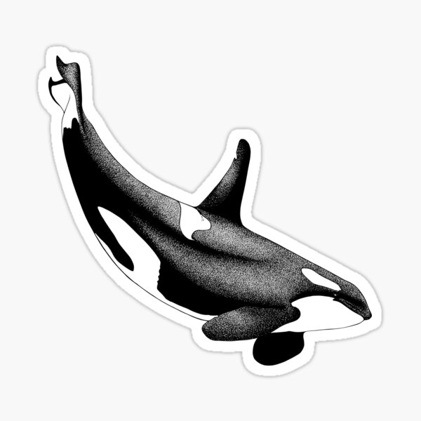 Item preview, Transient Killer Whale T65A2 designed and sold by Selena Rivera.